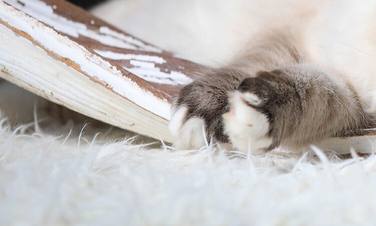 Patte de chat