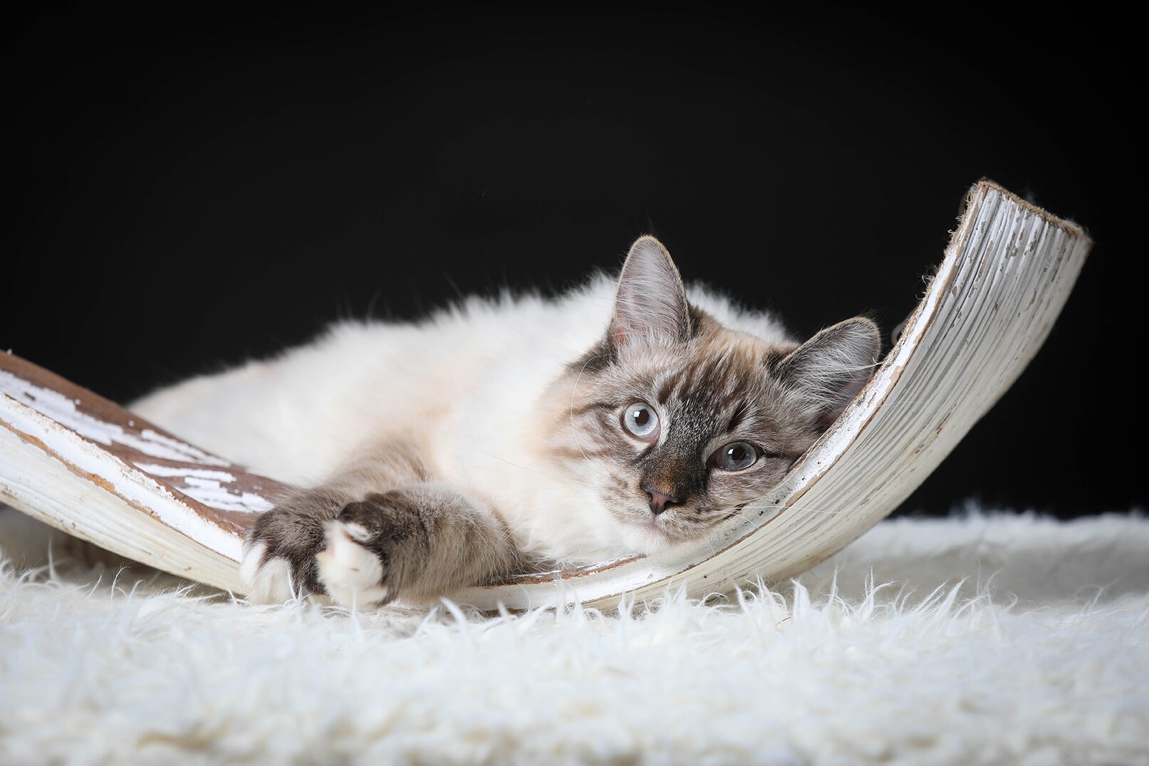 Chat